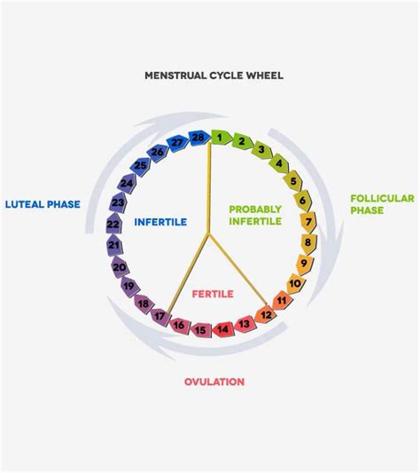 Luteal Phase: Complete Guide To Duration, Symptoms & Fertility