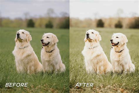 25 Pet Lightroom Presets, Dog Blogger Presets, Pet Photo Presets ...