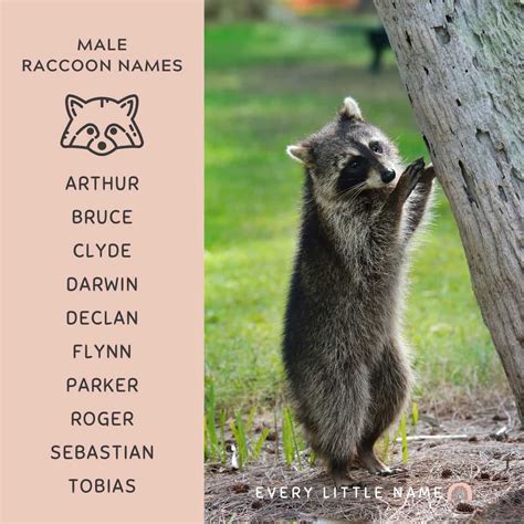 Funny Raccoon Names