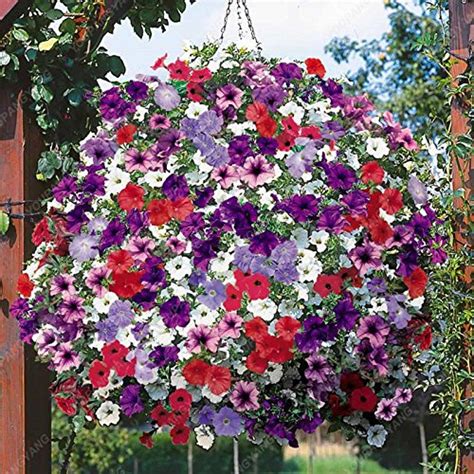 100 Seeds Petunia Seeds Lemon Slice Superbells Calibrachoa Petunia ...