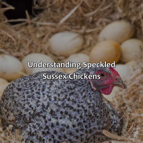 Speckled Sussex Eggs