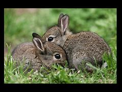 Image result for Spring Animals Crafts for Toddlers