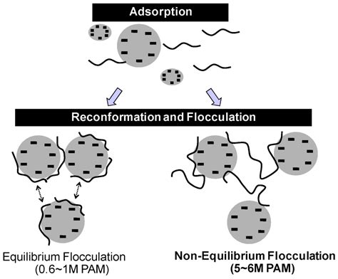 Effects of Polymer Molecular Weight on Adsorption and Flocculation in ...