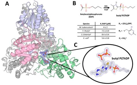 Structure of Mycobacterium tuberculosis 1-Deoxy-D-Xylulose 5-Phosphate ...