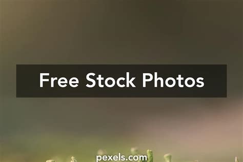 Image result for Vegetative Reproduction Picture