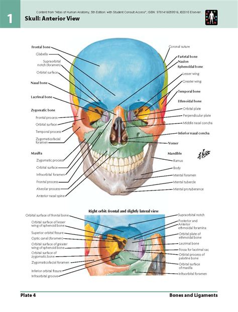Frank Netter Anatomy - mexicoeasysite