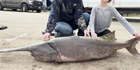 Paddlefish snagging season to close on Friday