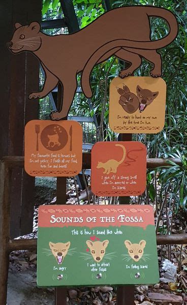 ZooLex Image - Fossa sounds