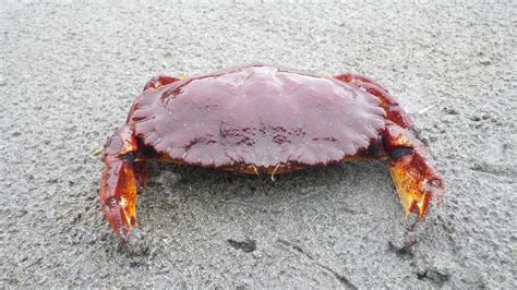 17 Facts About Crabs - Facts.net