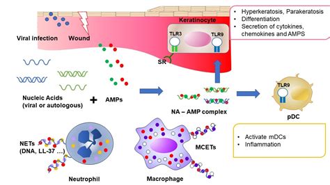 Psoriasis and Antimicrobial Peptides