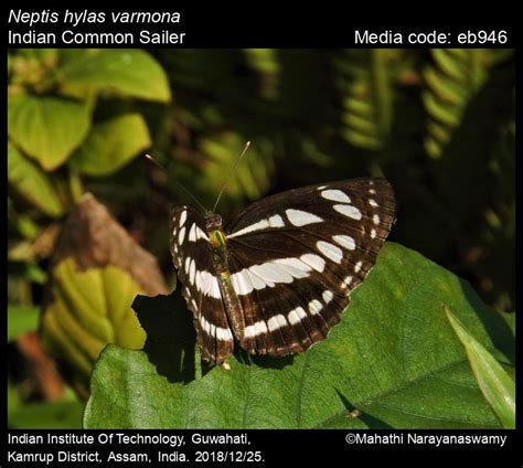 Neptis hylas | Butterfly