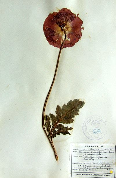 papaver_somniferum.