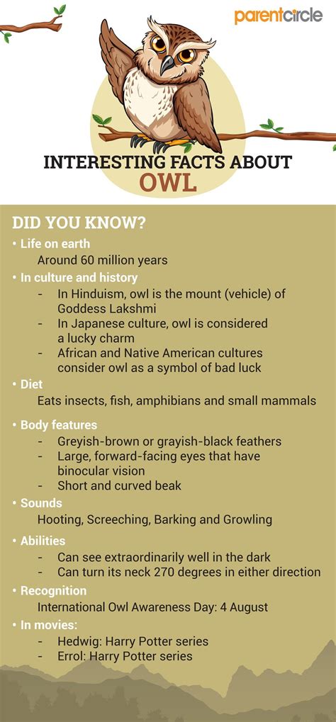 Interesting And Fun Facts About Owls For Kids