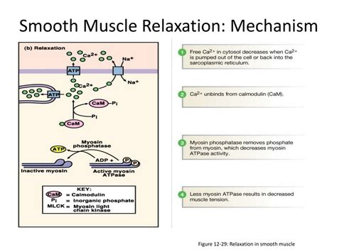 PPT - Smooth muscle PowerPoint Presentation, free download - ID:8834739