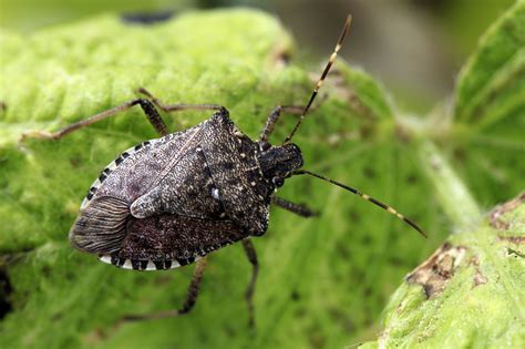 What Attracts Stink Bugs In The House at Monte Stock blog