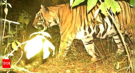 6 months after prowling across J’khand and Bengal, rescued PTR tiger ...
