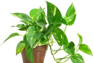 get some deals Money Plant Price in India - Buy get some deals Money ...