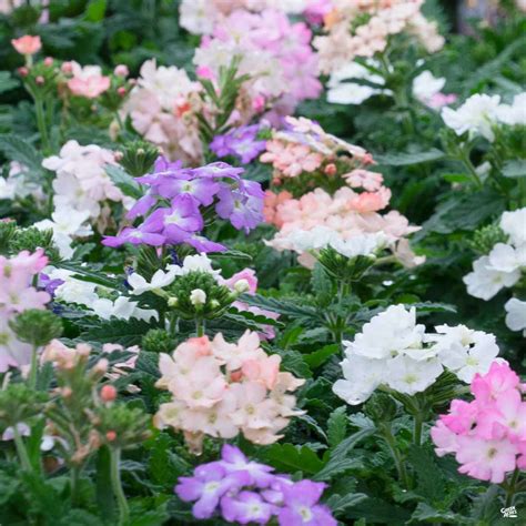 Warm-Season Annuals — Green Acres Nursery & Supply
