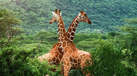 10 animals with the longest tails: Know their lengths and function