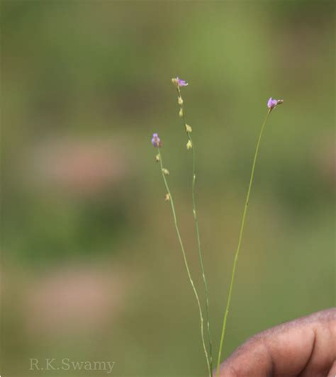 Herbarium JCB