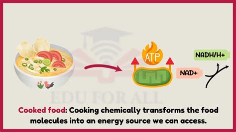 Energy Transformation Examples Cooking 的图像结果