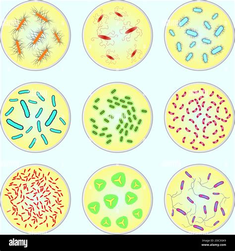 Shapes Of Bacteria Under Microscope