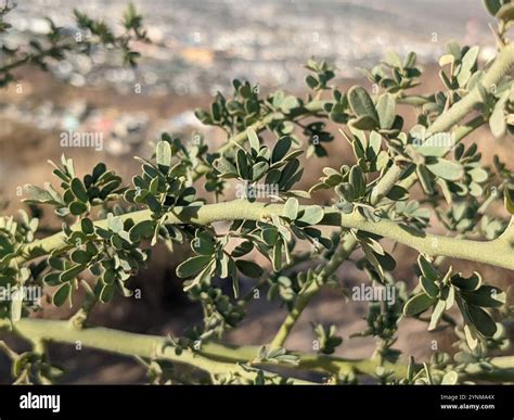blue palo verde (Parkinsonia florida Stock Photo - Alamy