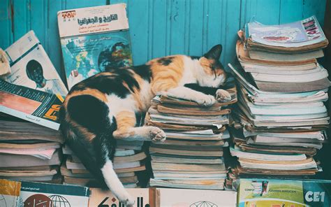 Download wallpaper 3840x2400 cat, sleep, magazines, relax, books 4k ...