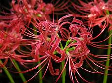 nomi fiori giapponesi lycorus radiata higanbana higanbana il fiore rosso nomi fiori giapponesi lycorus radiata higanbana higanbana il fiore rosso
