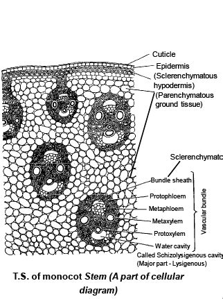 Anatomy of Monocot & Dicot Stem - Notes | Study Biology Class 11 - NEET