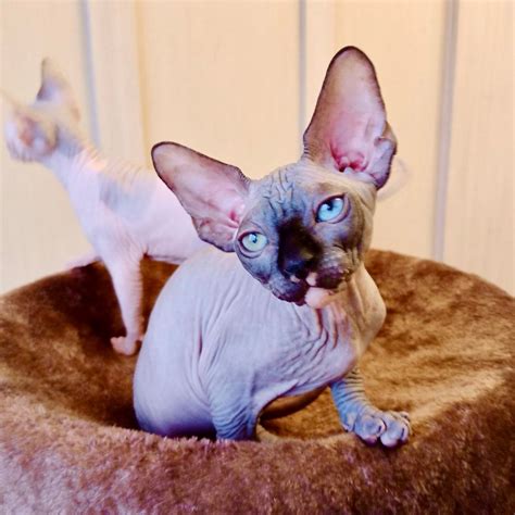 History Of Sphynx Cats | Purradox Sphynxery
