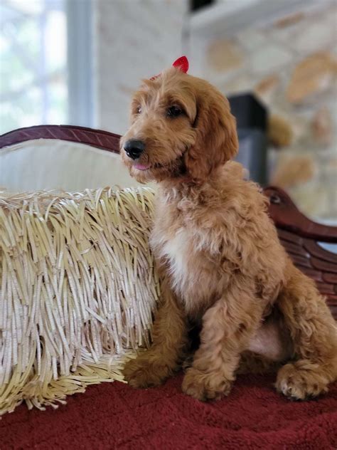 Medium – Dolly – Female – Goldendoodles By Aggie