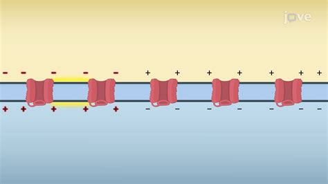 Propagation of Action Potentials | Anatomy and Physiology | Video