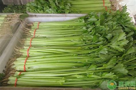 芹菜的产地及品种介绍 - 惠农网