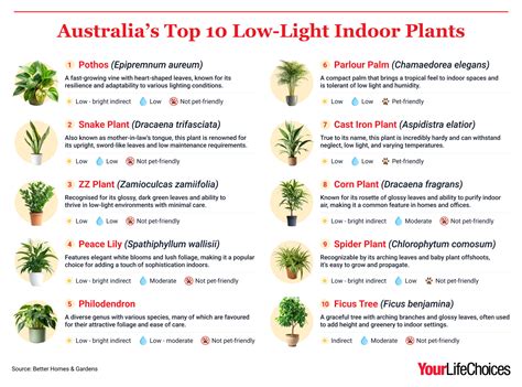 Brighten your home with these 10 low-light indoor plants | YourLifeChoices