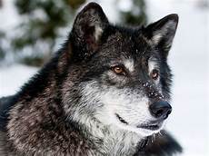 Wallpaper Pictures Of Wolf by 30 Wolf Backgrounds Wallpapers Images Pictures Design Wallpaper Pictures Of Wolf
