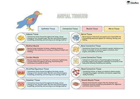 Infographics: Animal Tissues Basic - NEET PDF Download