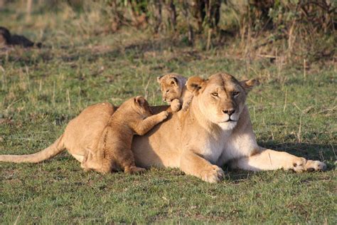 Lion Cubs With Father And Mother