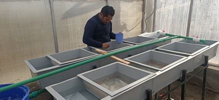 First Recirculating Aquaculture System (RAS) based Rainbow Trout ...
