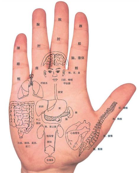 手指对应的经络五脏图,手指与五,手指对应的五图(第2页)_大山谷图库