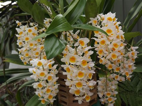 My Orchids Journal: Dendrobium thrysiflorum in bloom