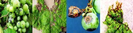 Grapes: Diseases and Symptoms | Vikaspedia - Agriculture