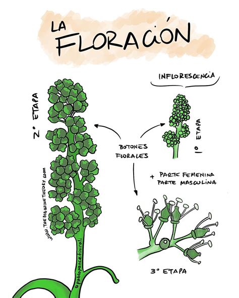 Estas son las 3 etapas de la floración de la vid - The Big Wine Theory