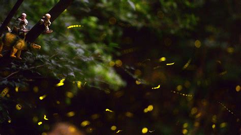Fireflies face extinction risk - CGTN