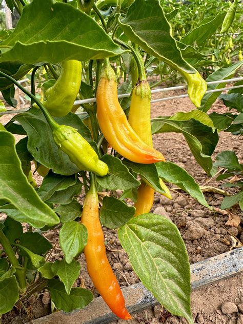 Aji Amarillo Chile Pepper Seeds - The Plant Good Seed Company