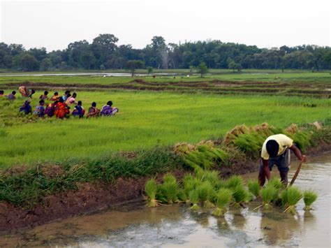 Disparity in Agricultural Productivity in Western Odisha | Odisha Watch