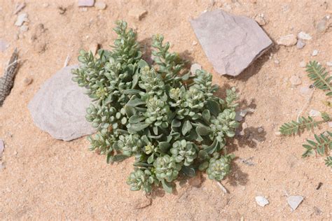 Alyssum minutum Schltdl. ex DC. | Plants of the World Online | Kew Science