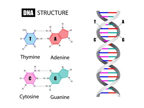 New DNA Sequencing technique may help unravel genetic diversity of ...