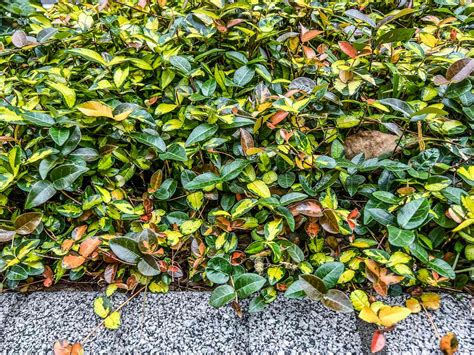 Best Ground Cover Plants for Florida: Stunning, Low-Maintenance Choices