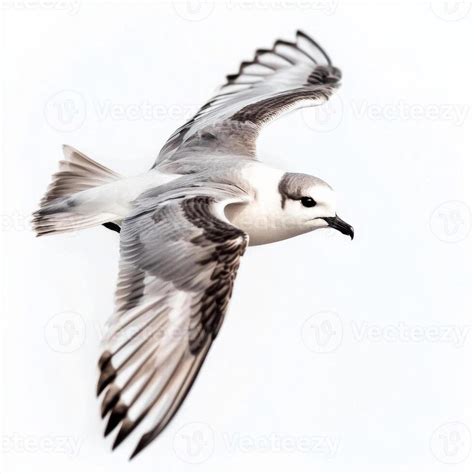 Image result for Petrel Features